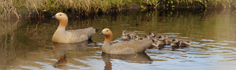 RUDDY-HEADED GOOSE Chloephaga rubidceps 